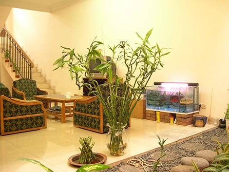 Lucky Bamboo in my living room