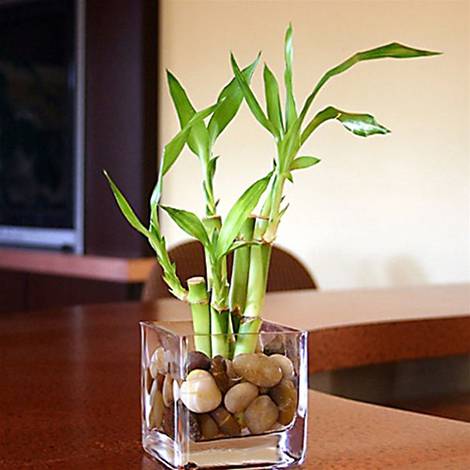 What exactly does Lucky Bamboo Mean?