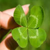 How to Find a Four Leaf Clover?
