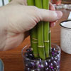 Setting Up and Choosing Your Lucky Bamboo